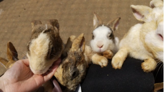 【東海エリア】親子で楽しめる動物と触れ合えるスポット５選！