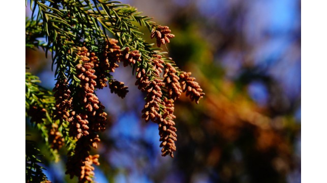 花粉の季節到来！花粉症対策をしよう
