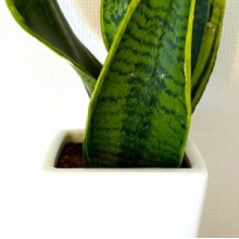 お子さんと様々な種類がある熱帯植物を育ててみませんか?