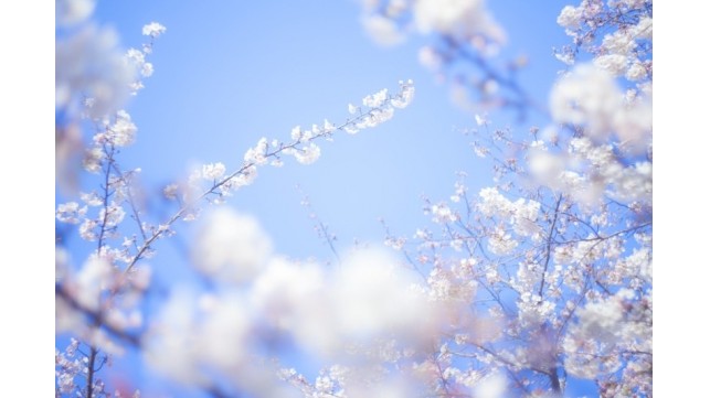 親子でお花見！楽しむために知っておきたい3つのこと！