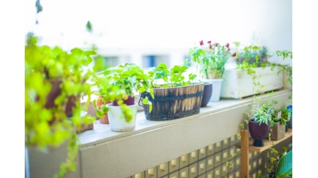 観葉植物のお手入れの仕方ってどうやってやるの？意外と知らない手入れ方法
