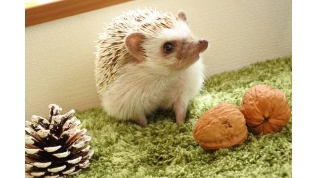 もし子どもが飼いたいと言ったら？珍しいけど飼ってみたいペット集