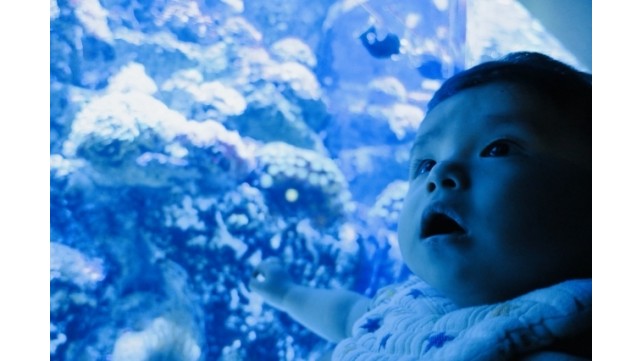 子どもとはしゃぎたくなる珍しい水族館に遊びに行こう！アクア・トトぎふの魅力