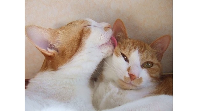 古民家カフェでネコとまったり！西尾の空町カフェ＆保護猫カフェ「猫待ち」の魅力に迫ります。