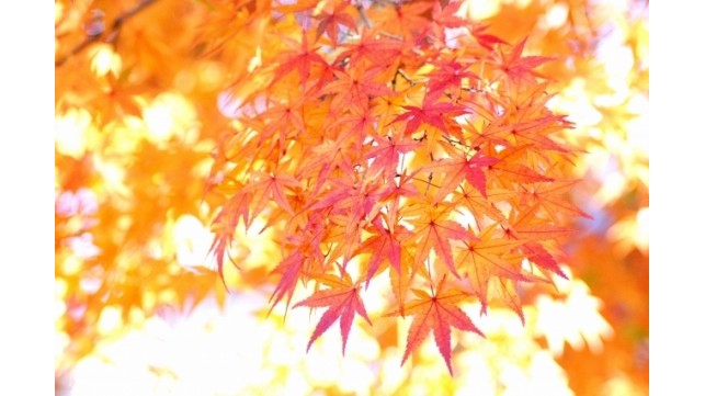 紅葉めぐりにキリンの赤ちゃん。見所いっぱいの東山動植物園へ行ってみよう！