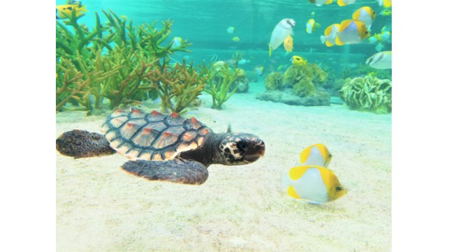 絶滅危惧種「アカウミガメ」に関するお話