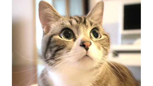 猫を生活に迎え入れる為に我々人間が最初にすべきこと3選